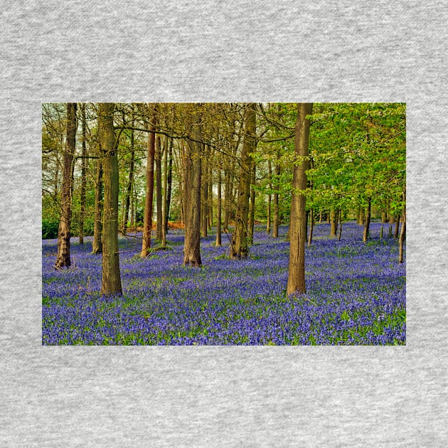 Bluebells Bluebell Woods Greys Court Oxfordshire UK by AndyEvansPhotos